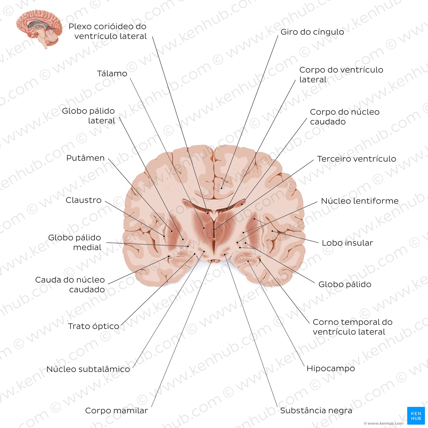 Secção coronal do cérebro ao nível do tálamo - Visão geral