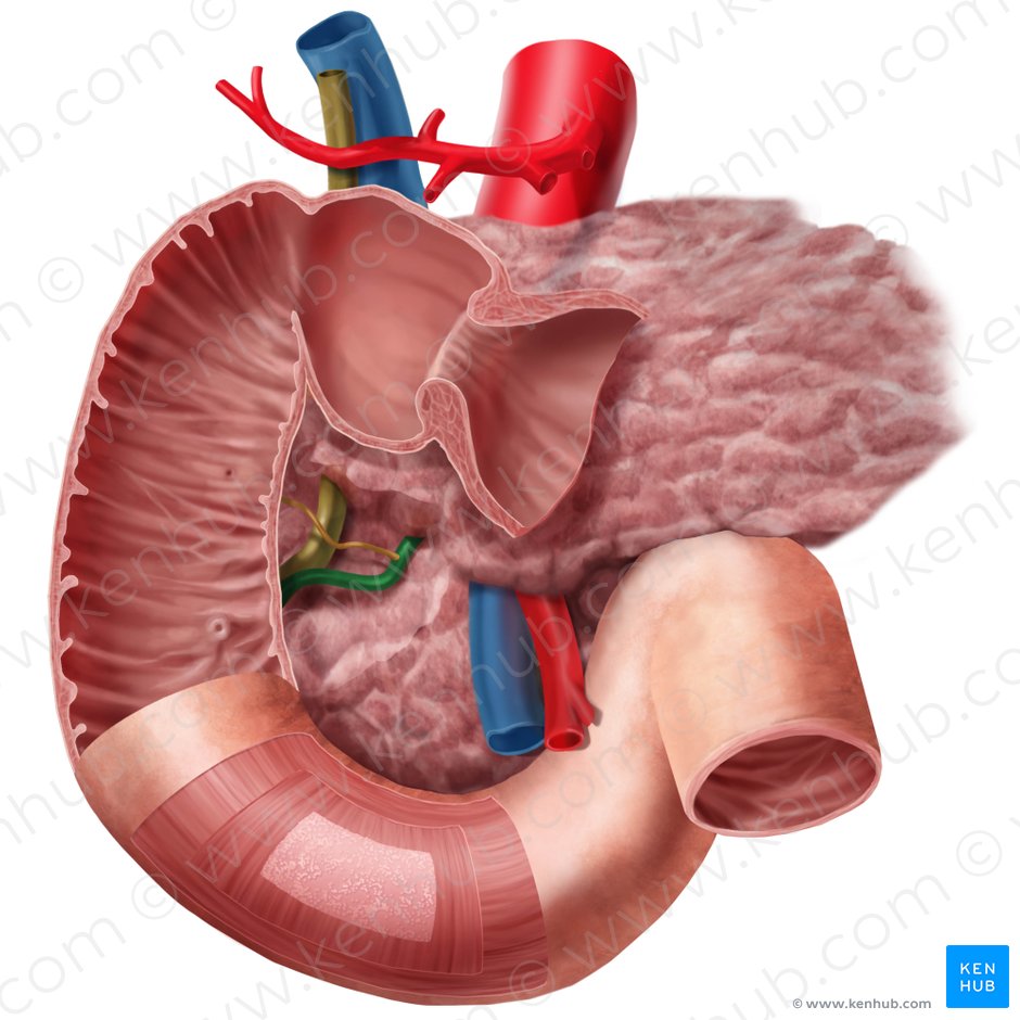 Conducto pancreático (Ductus pancreaticus); Imagen: Begoña Rodriguez