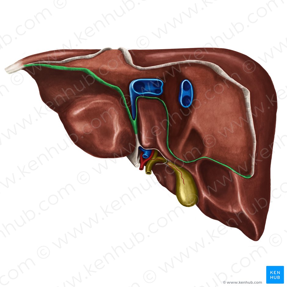 Porción posterior del ligamento coronario del hígado (Pars posterior ligamenti coronarii hepatis); Imagen: Irina Münstermann