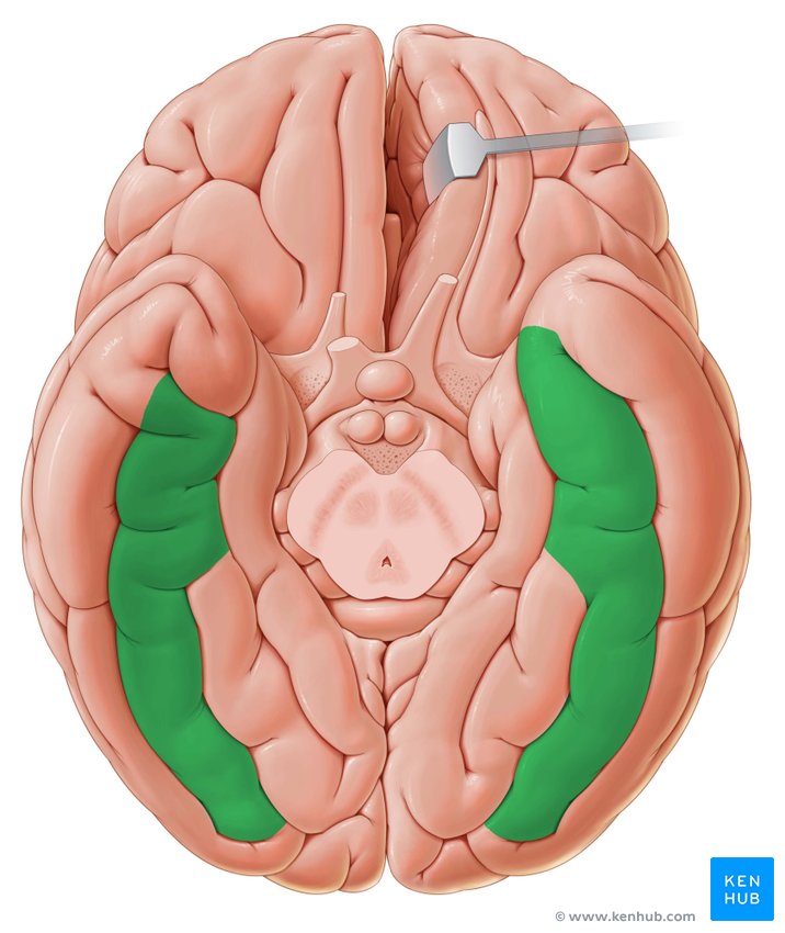 Fusiform gyrus: Anatomy and function | Kenhub
