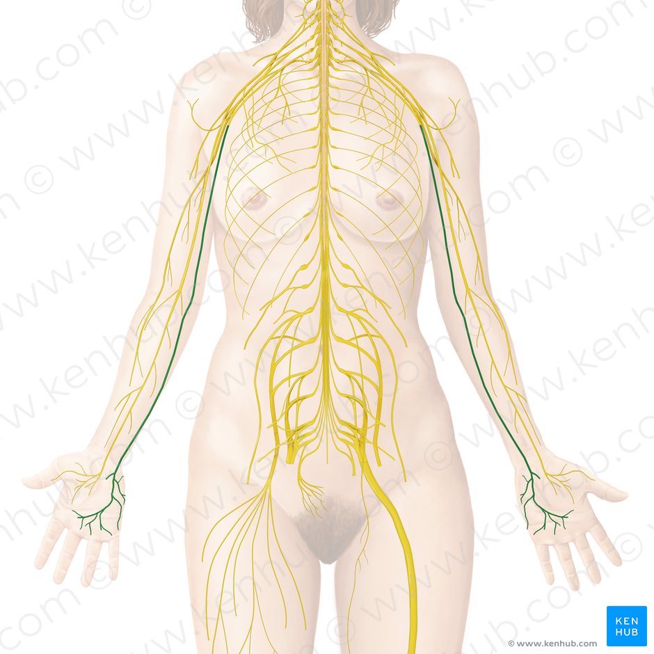 Ulnar nerve (Nervus ulnaris); Image: Begoña Rodriguez