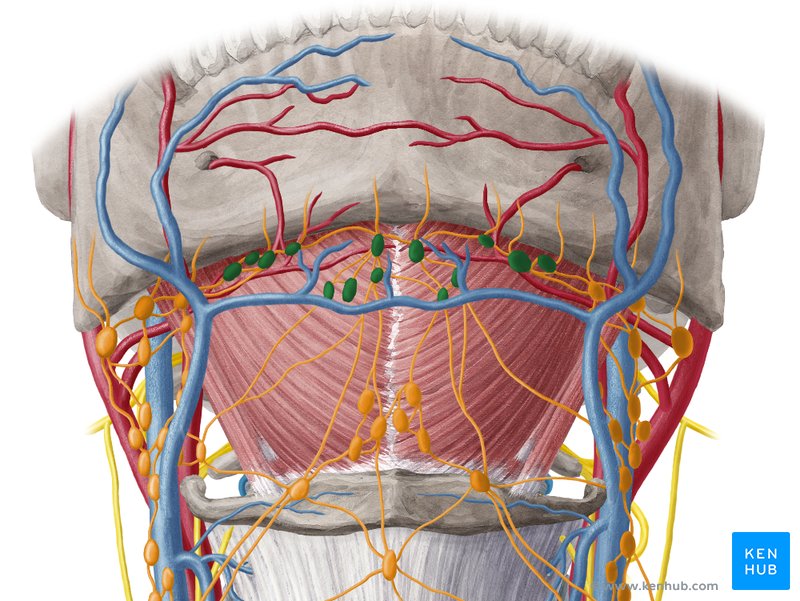 Thigh inner glands in enlarged lymph