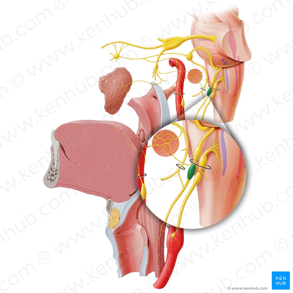 Ganglio inferior del nervio glosofaríngeo (Ganglion inferius nervi glossopharyngei); Imagen: Paul Kim