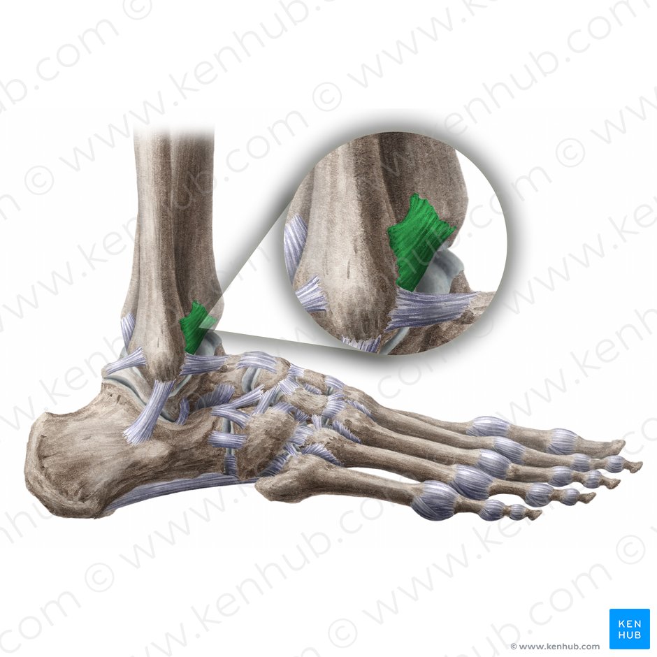 Ligamento tibiofibular anterior (Ligamentum tibiofibulare anterius); Imagem: Paul Kim