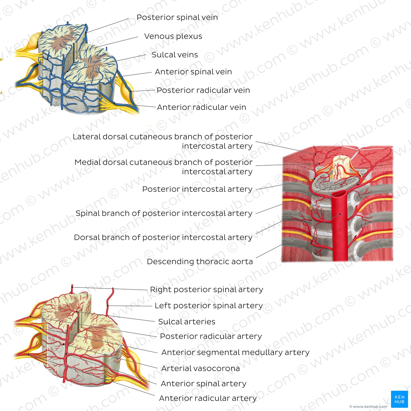 Blood vessels of the spinal cord: Overview