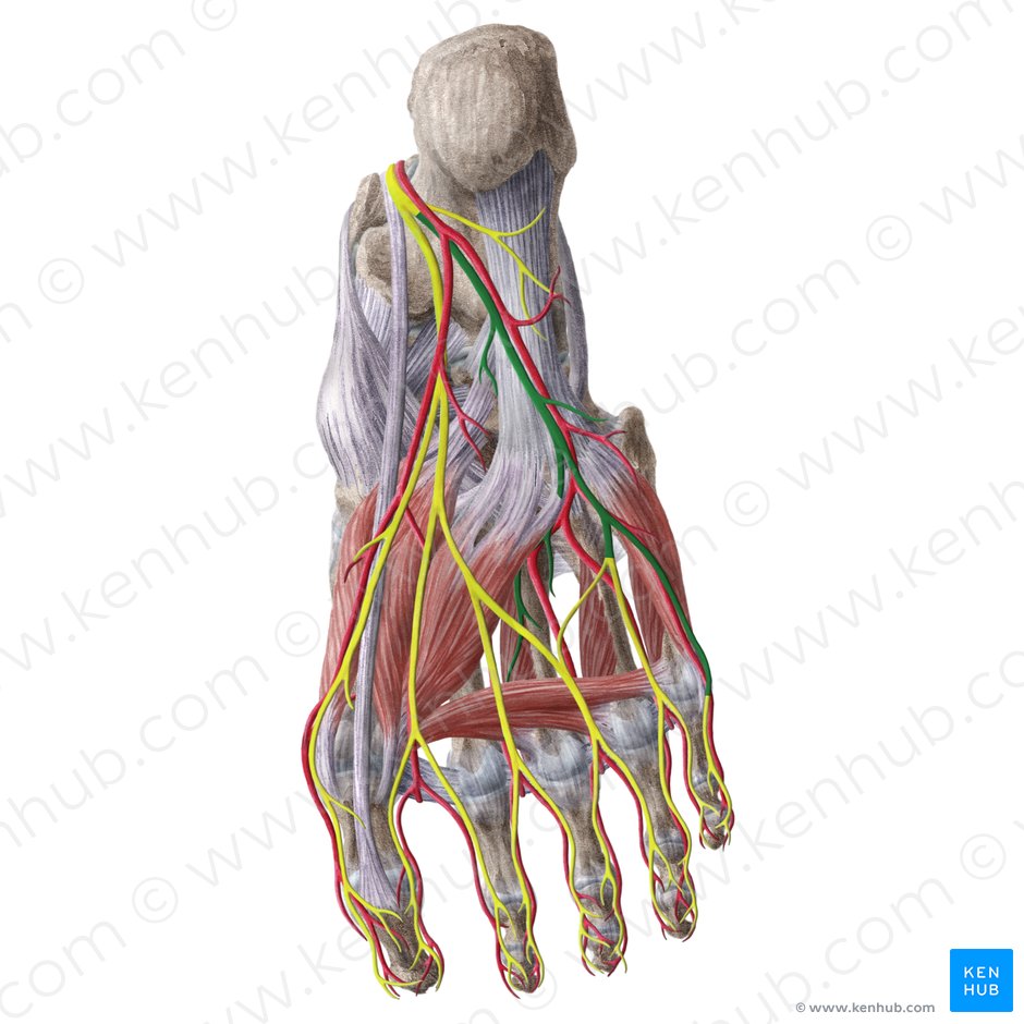 Lateral plantar nerve (Nervus plantaris lateralis); Image: Liene Znotina
