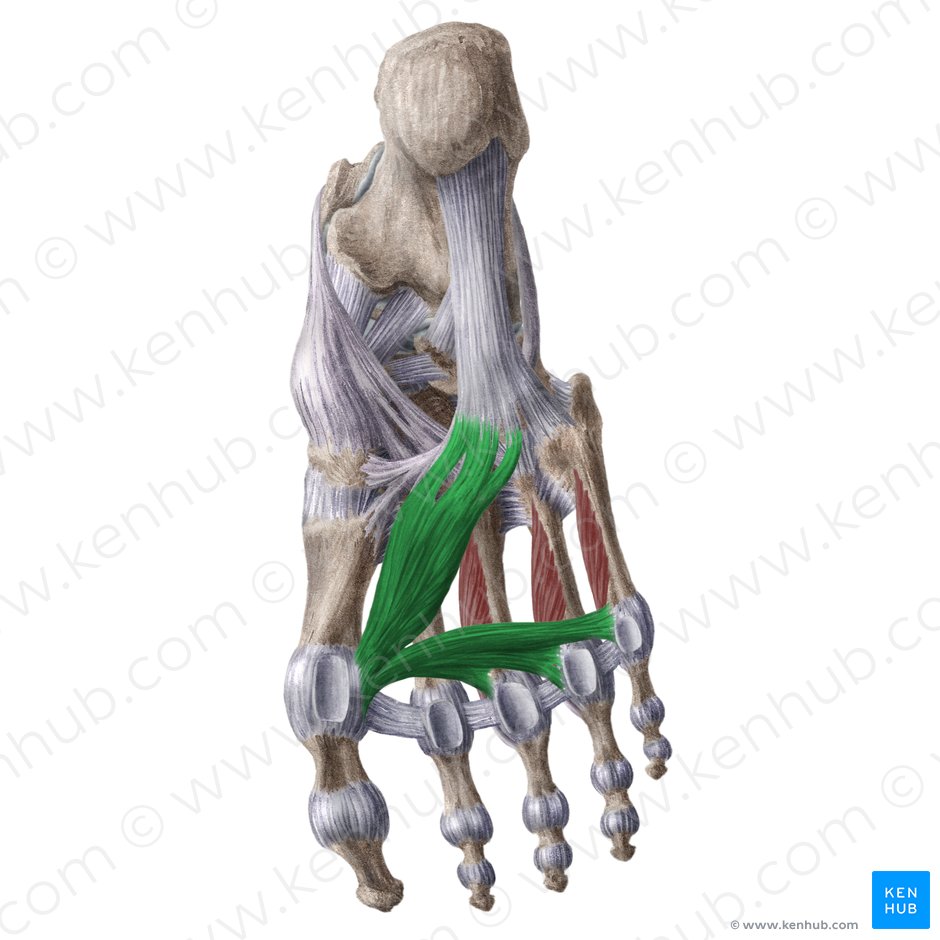 Músculo aductor del dedo gordo (Musculus adductor hallucis); Imagen: Liene Znotina