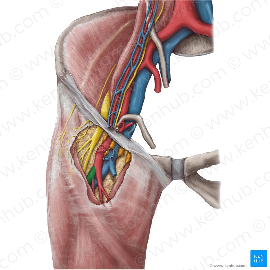 Artéria femoral profunda (Arteria profunda femoris); Imagem: Hannah Ely
