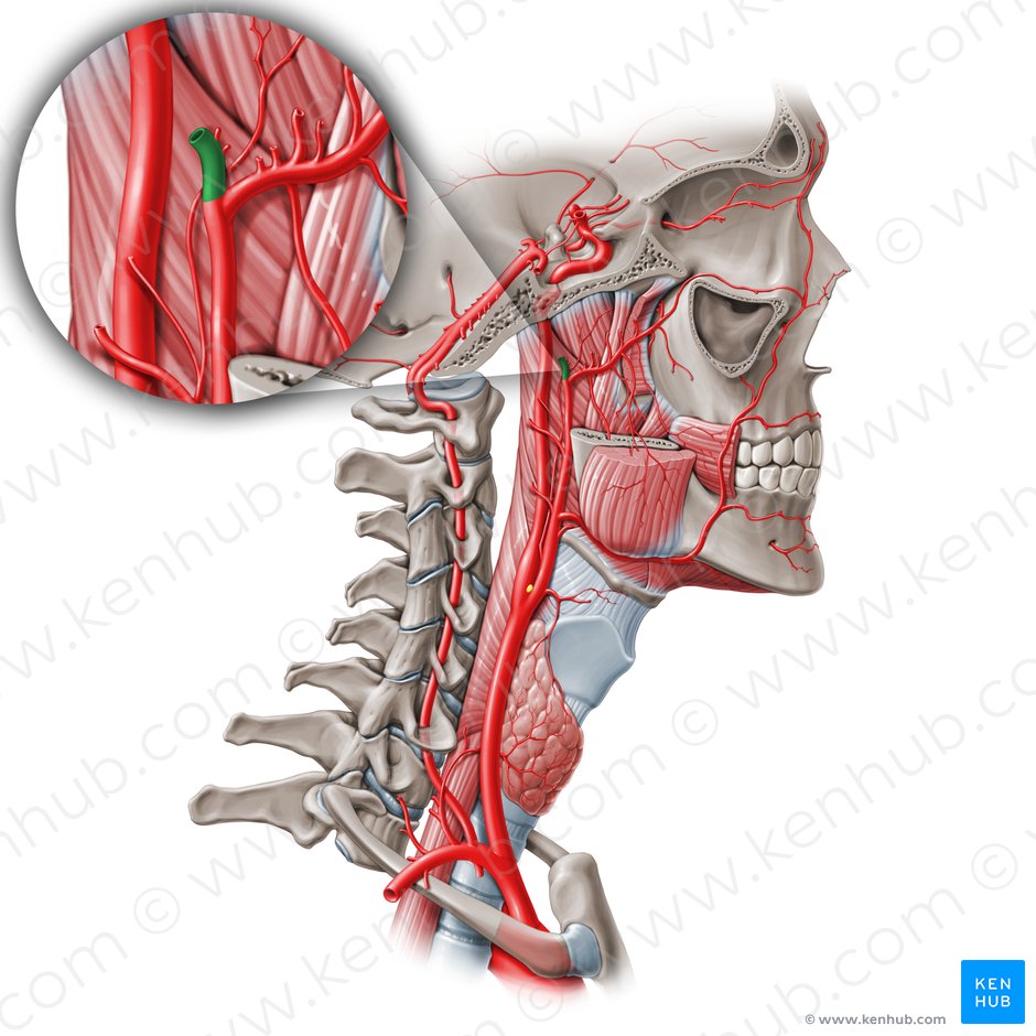 Superficial temporal artery (Arteria temporalis superficialis); Image: Paul Kim