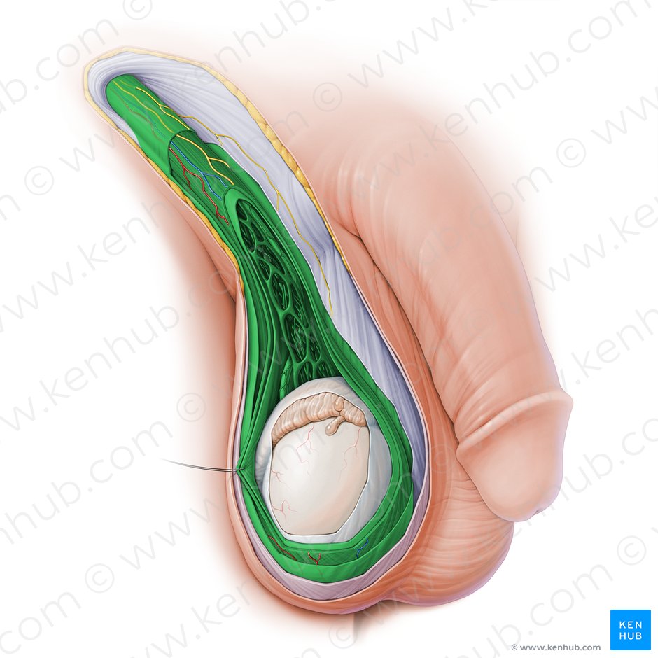 Spermatic cord (Funiculus spermaticus); Image: Paul Kim
