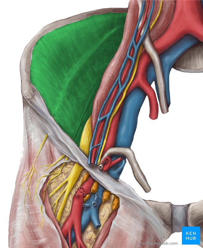 Fasciae of the hip and thigh: Anatomy | Kenhub