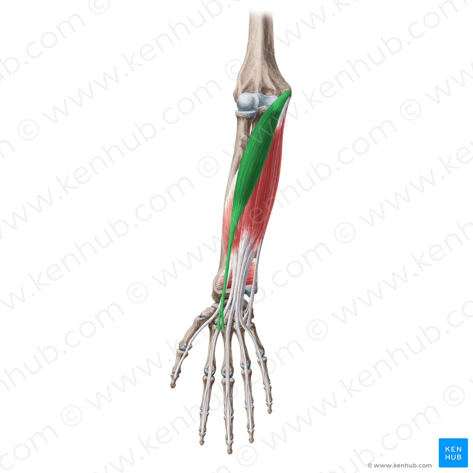 Músculo flexor radial do carpo (Musculus flexor carpi radialis); Imagem: Yousun Koh