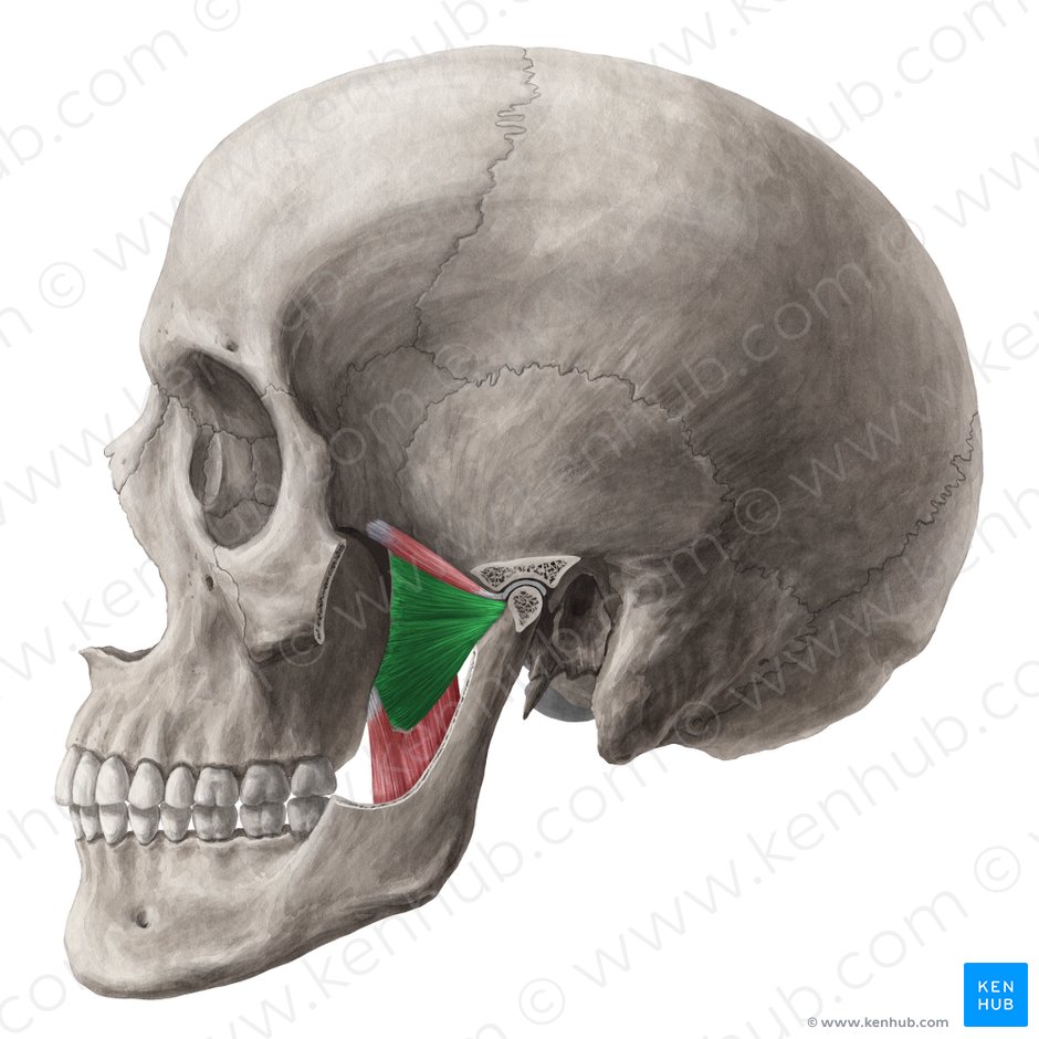 Cabeza inferior del músculo pterigoideo lateral (Caput inferius musculi pterygoidei lateralis); Imagen: Yousun Koh