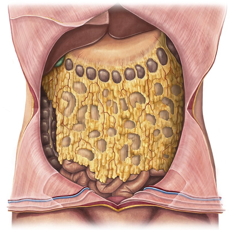 Peritoneal cavity (Anatomy) - Study Guide | Kenhub