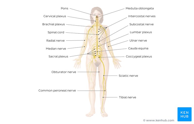 Nervous system - an overview.
