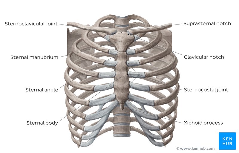 Huesos y articulaciones del tronco ventral - vista anterior