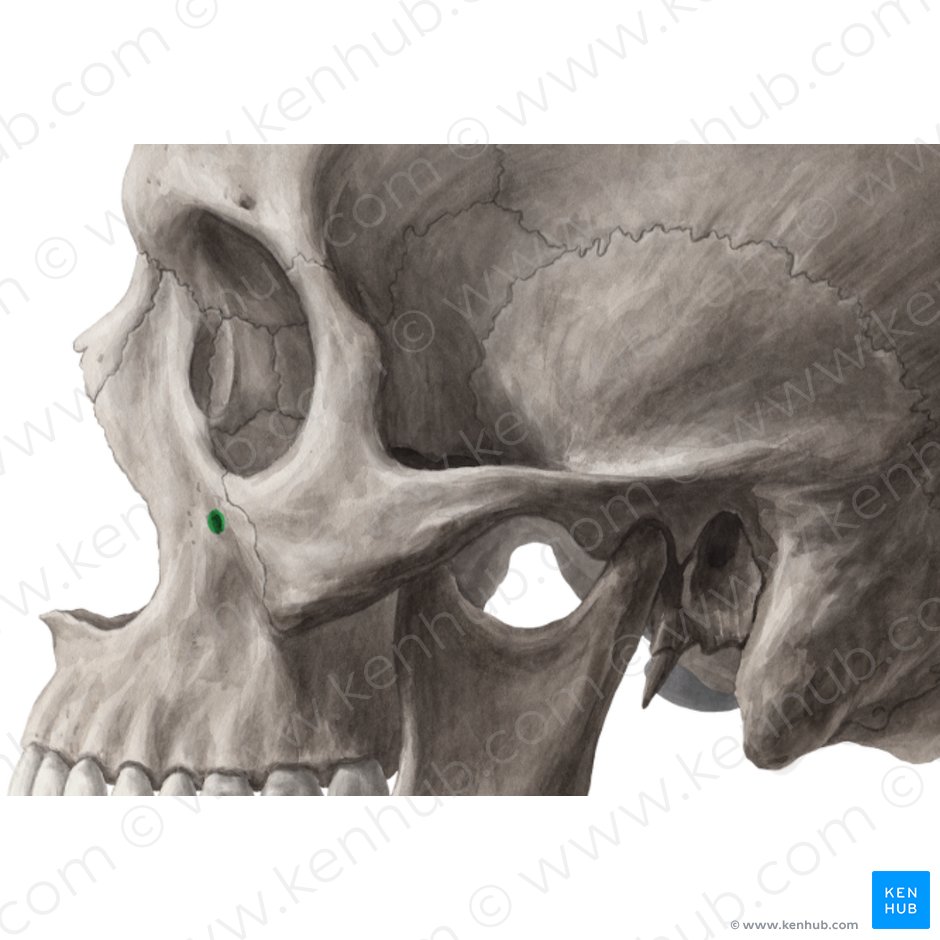 Infraorbital foramen of maxilla (Foramen infraorbitale maxillae); Image: Yousun Koh