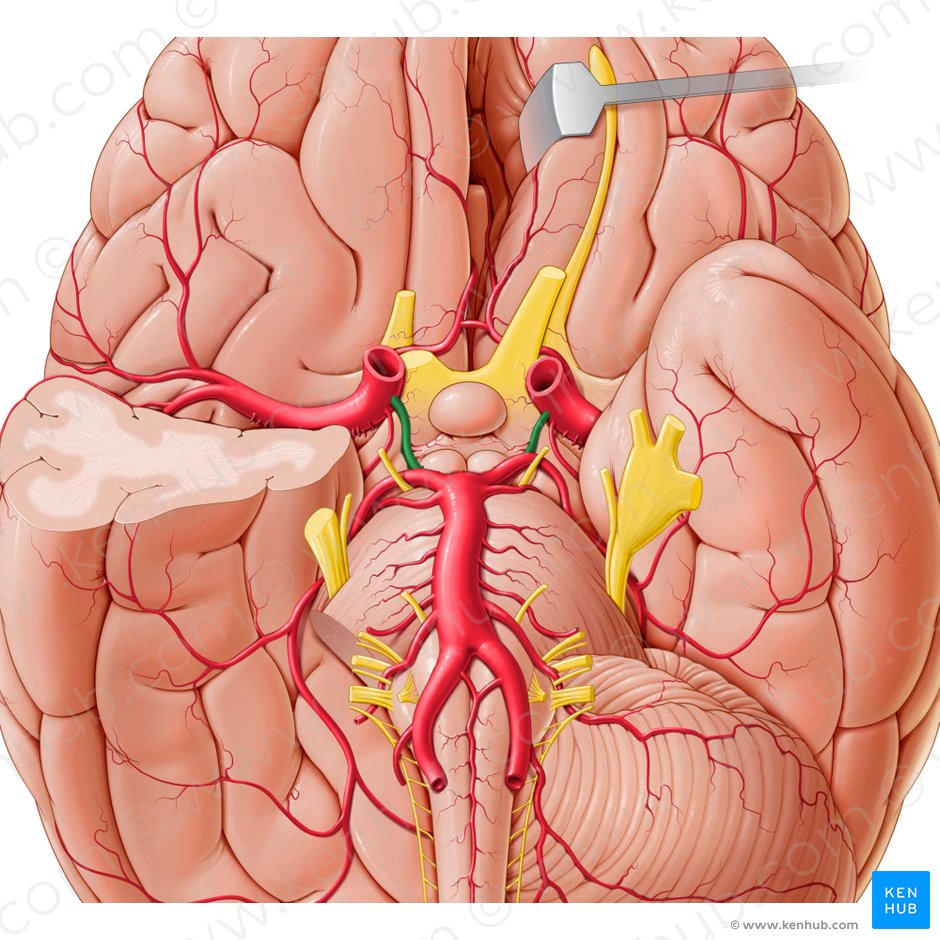 Posterior communicating artery (Arteria communicans posterior); Image: Paul Kim