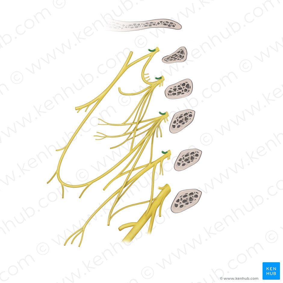 Posterior rami of spinal nerves C1-C4 (Rami posteriores nervorum spinalium C1-C4); Image: Paul Kim