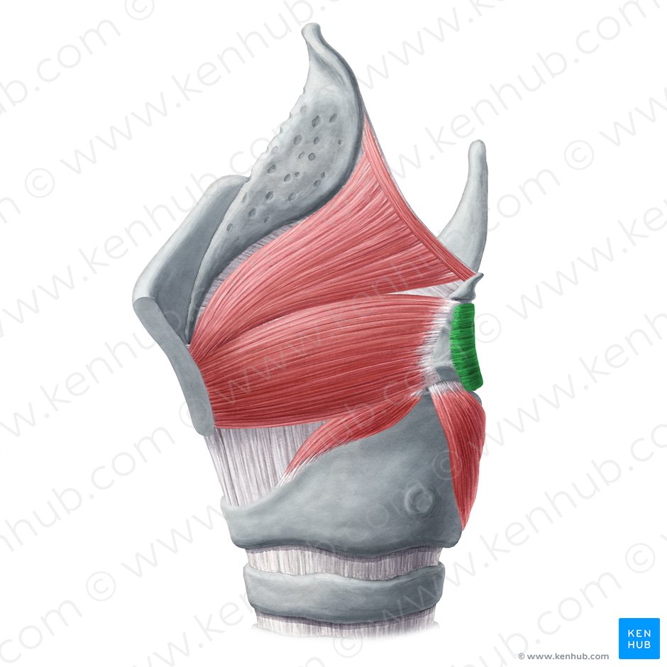 Músculo aritenóideo transverso (Musculus arytenoideus transversus); Imagem: Yousun Koh