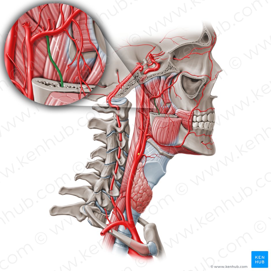 Inferior alveolar artery (Arteria alveolaris inferior); Image: Paul Kim