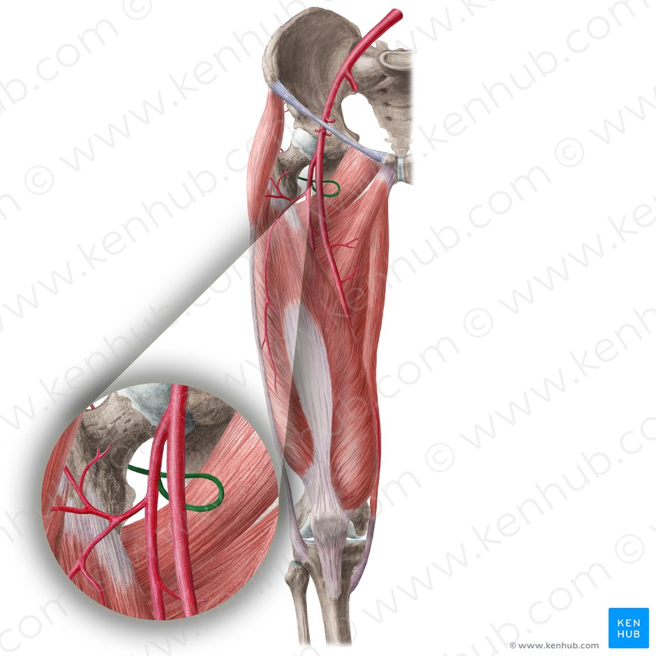 Arteria circunfleja femoral medial (Arteria circumflexa medialis femoris); Imagen: Liene Znotina