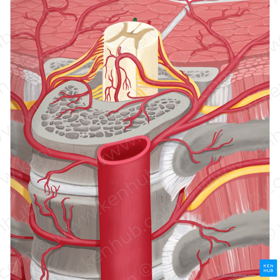 Arterien des Rückenmarks und der Wirbel - Anatomie | Kenhub