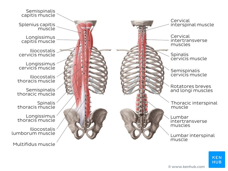 Anatomy of the back: Spine and back muscles | Kenhub