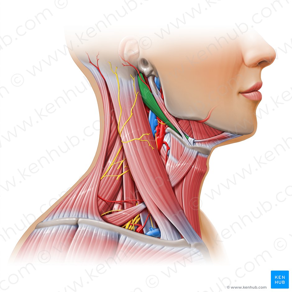 Venter posterior musculi digastrici (Hinterer Bauch des zweibäuchigen Muskels); Bild: Paul Kim