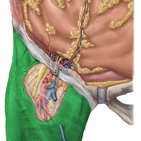 Fasciae of the hip and thigh