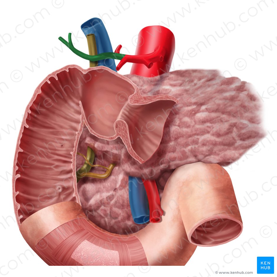Proper hepatic artery (Arteria hepatica propria); Image: Begoña Rodriguez