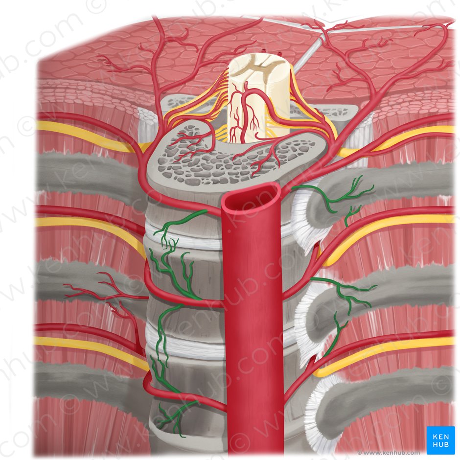 Periosteal arteries (Arteriae periosteales); Image: Rebecca Betts
