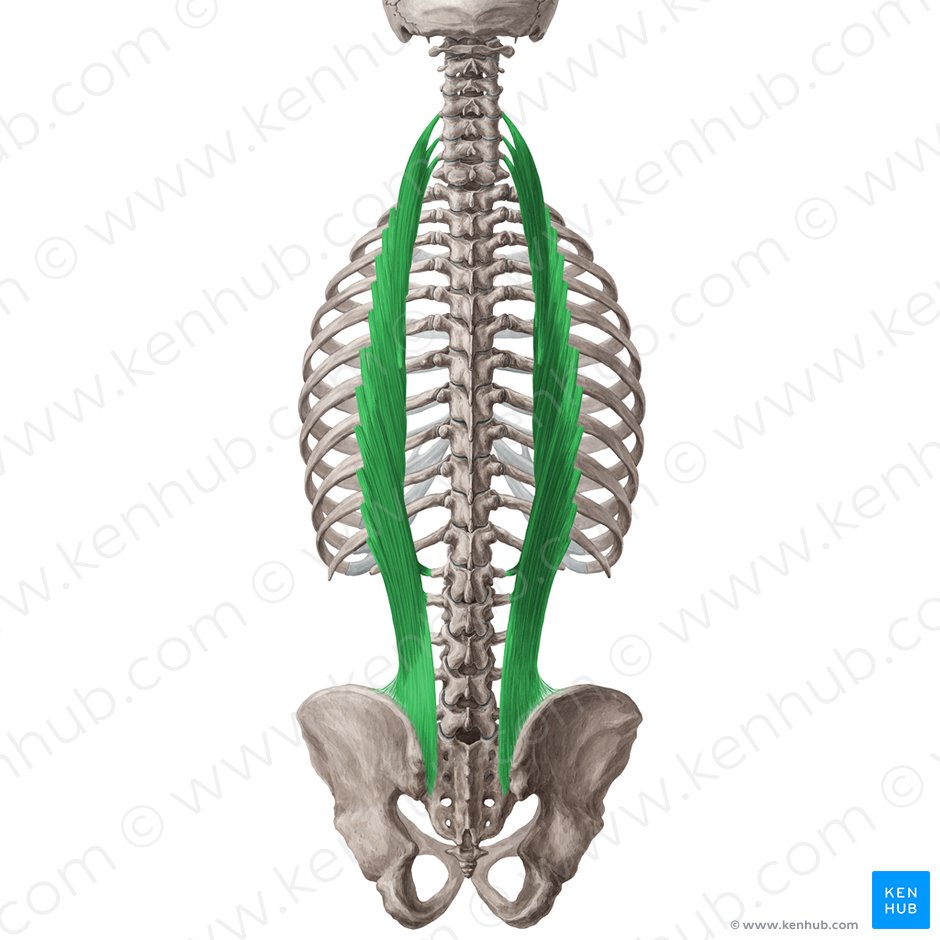 Iliocostalis muscle (Musculus iliocostalis); Image: Yousun Koh
