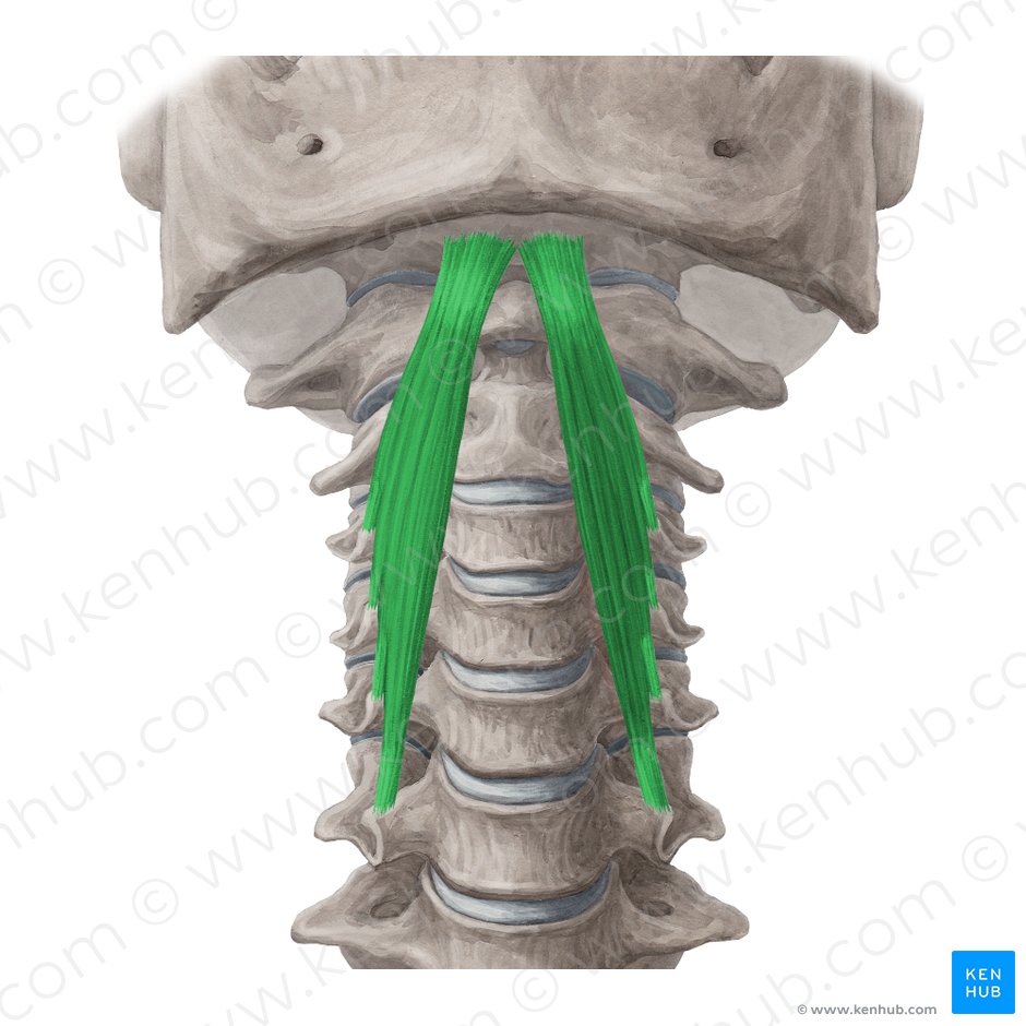 Músculo longo da cabeça (Musculus longus capitis); Imagem: Yousun Koh
