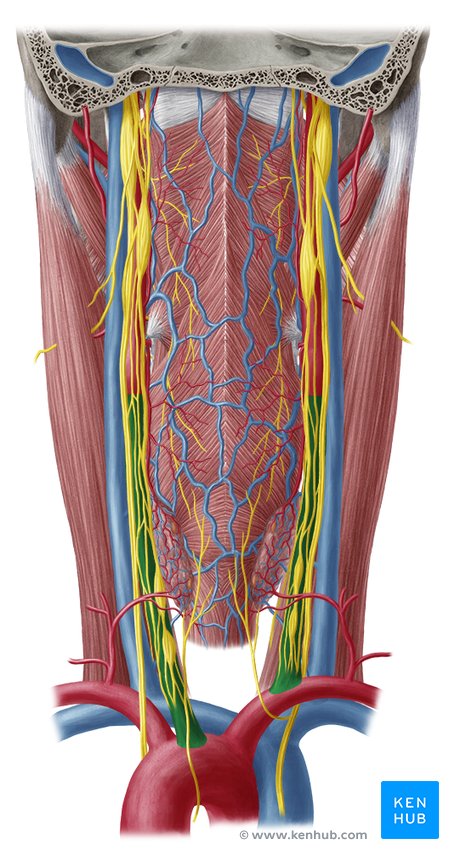 Parapharyngeal and retropharyngeal spaces: Anatomy | Kenhub