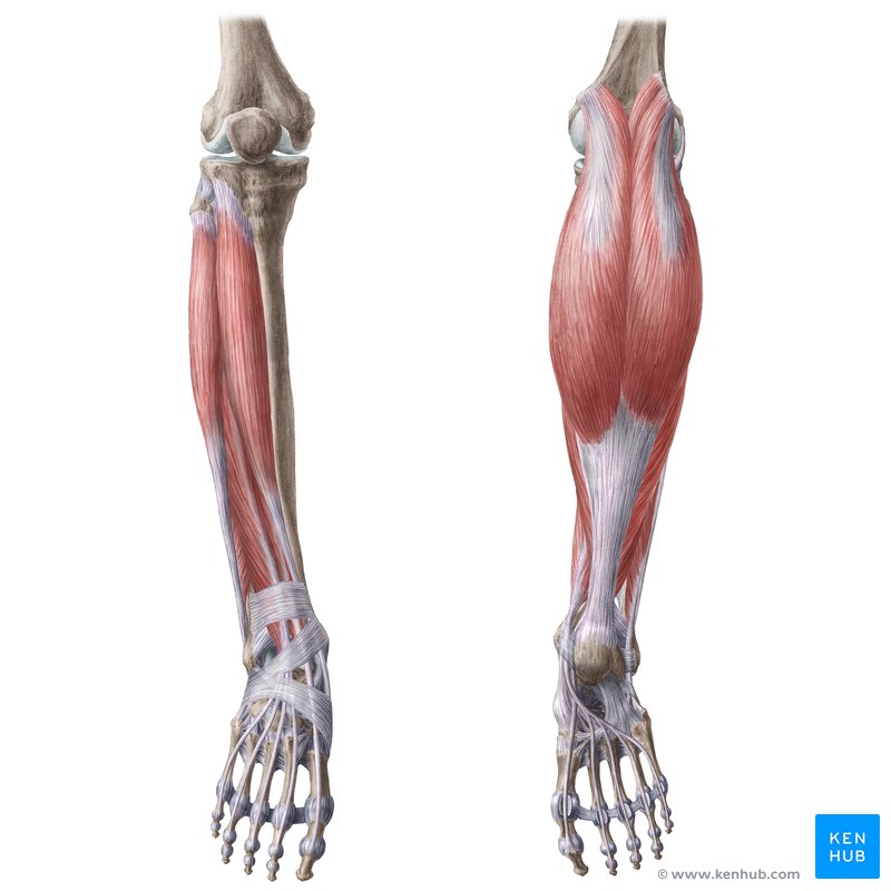 Todos los músculos de la pierna (vistas anterior y posterior)