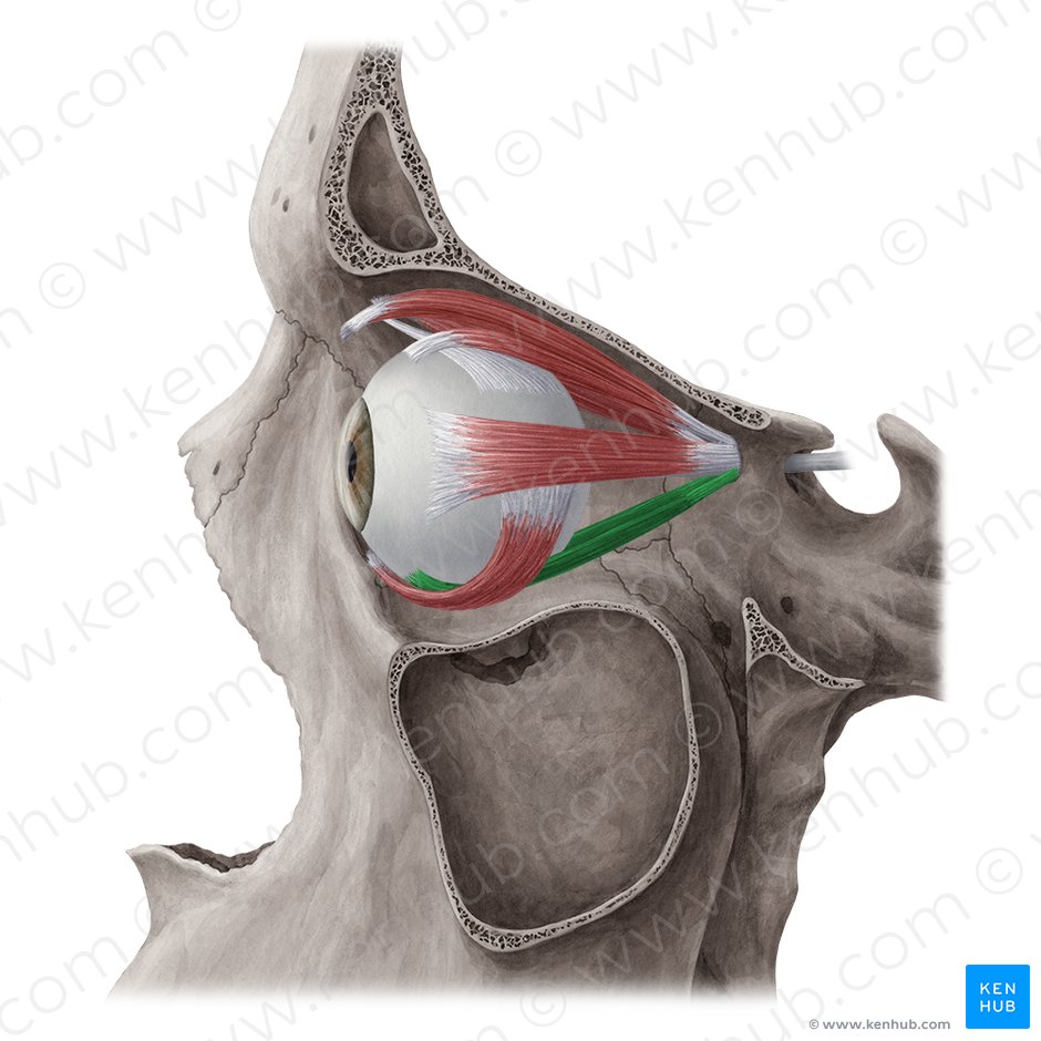 Músculo reto inferior (Musculus rectus inferior); Imagem: Yousun Koh