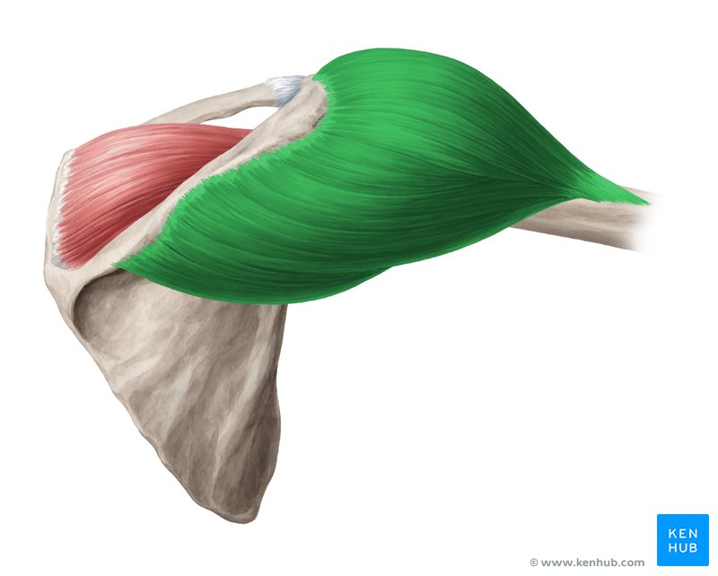 Deltoid muscle (Musculus deltoideus)