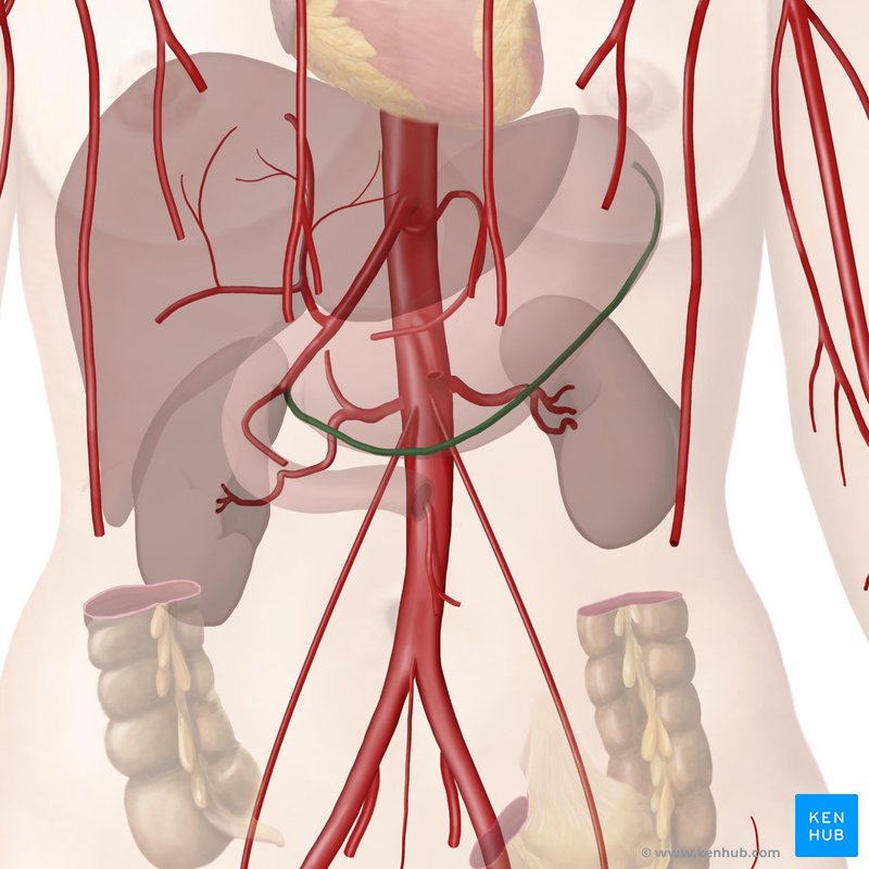 The gastroepiploic arteries (arteriae gastroepiploicae)