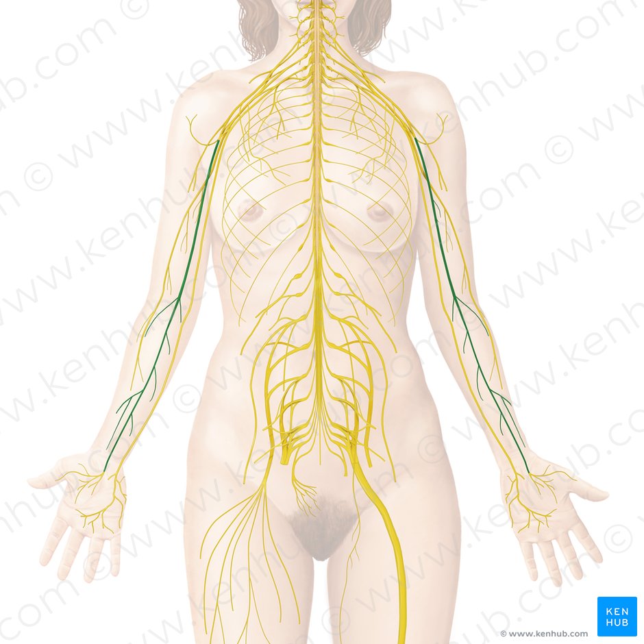Nervus medianus (Mittelarmnerv); Bild: Begoña Rodriguez