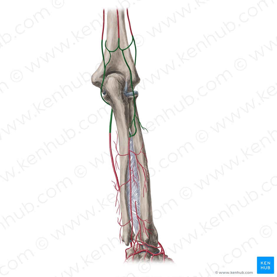 Rete articularis cubiti (Arteriengeflecht des Ellenbogengelenks); Bild: Yousun Koh