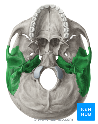The Temporal Bone - Anatomy, Sutures, Osseous Development | Kenhub