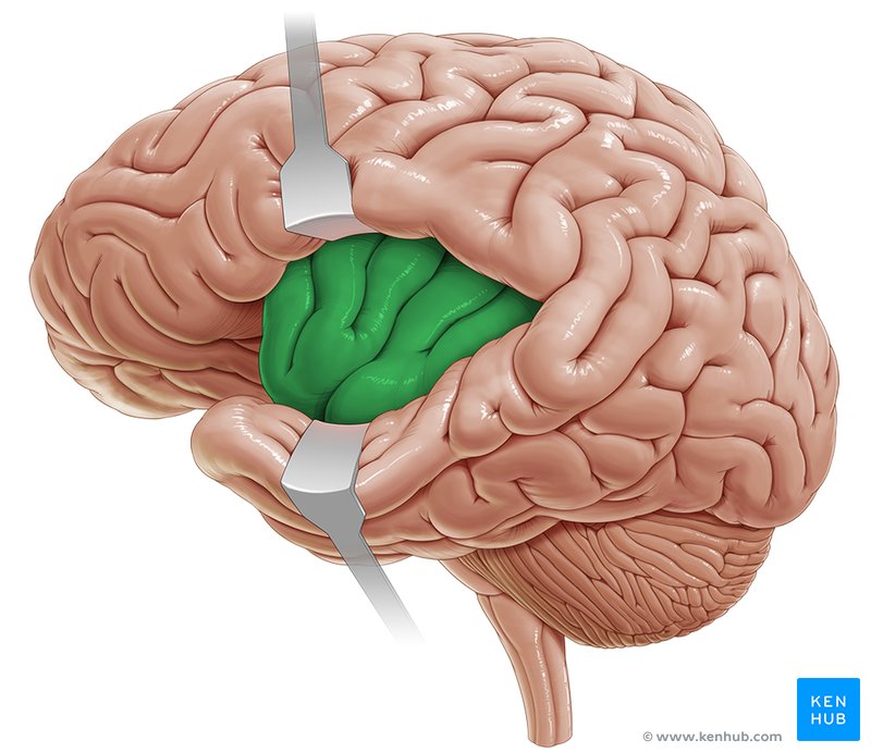 Insular lobe - lateral-left view