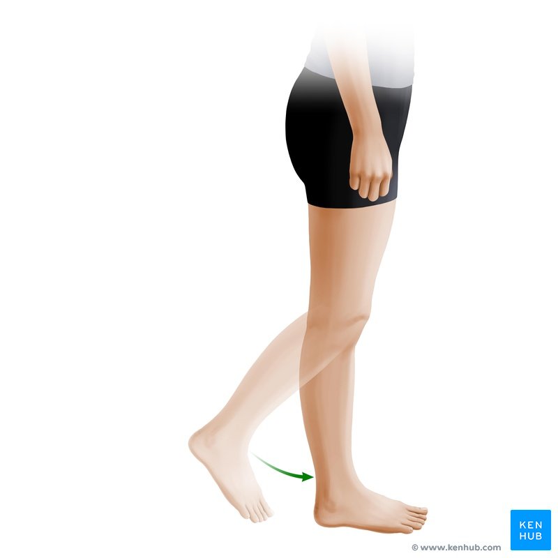 Knee extension - lateral view