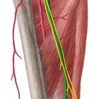 Arteria femoralis