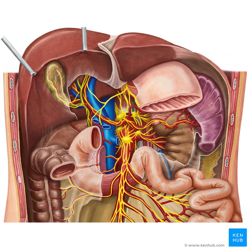 Pancreas: Anatomy, functions, blood supply, innervation | Kenhub