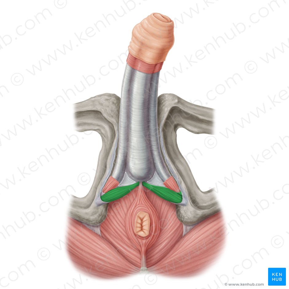 Músculo transverso superficial del periné (Musculus transversus superficialis perinei); Imagen: Samantha Zimmerman