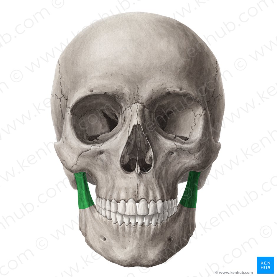Ramus of mandible (Ramus mandibulae); Image: Yousun Koh