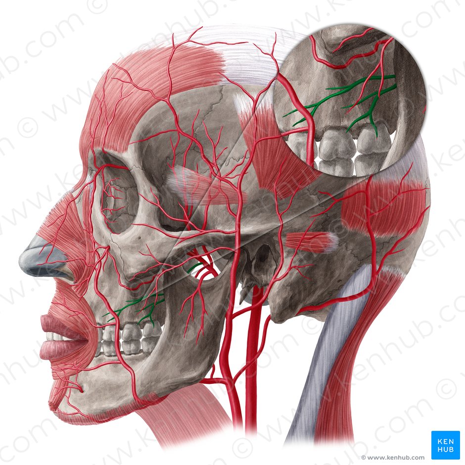 Buccal artery (Arteria buccalis); Image: Yousun Koh
