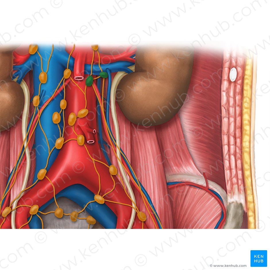 Linfonodos aórticos laterais (Nodi lymphoidei aortici laterales); Imagem: Esther Gollan